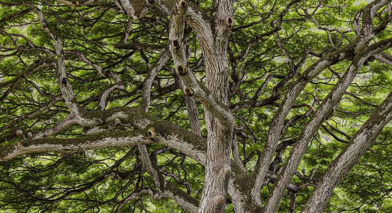 New Year's Resolutions Of The Sustainable Sort