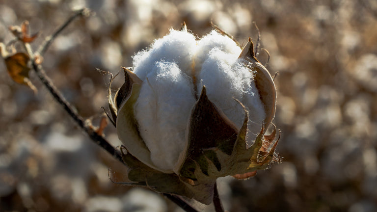 close-up shot of cotton in a cotton field.