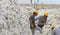 Workers handling cotton bales in an outdoor setting